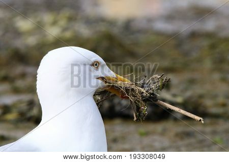 An adult herring gull with nesting material of sticks and twigs in it's beak