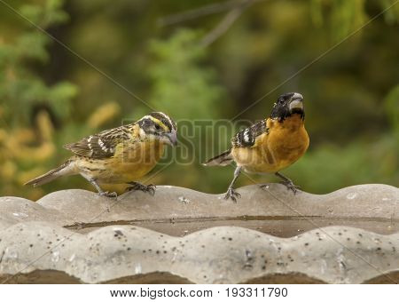 A pair of Black-headed Grosbeaks resting on the side of a bird bath in an Arizona garden.