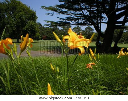 Jour Lilly