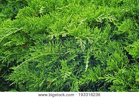 Coniferous Tree Background Or Texture