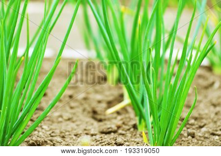 Young onions growing in rows in soil.
