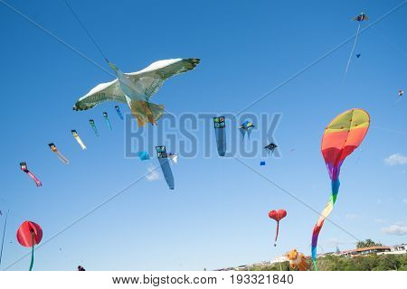 Kite flying day seagull kite surrounded by colourful array of flying objects Fergusson Park Tauranga New Zealand.
