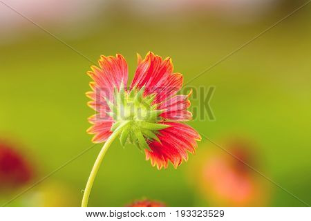 Gaillardia flowers with multiple colors and bright colors. It is a genus of flowering plants in the sunflower family.