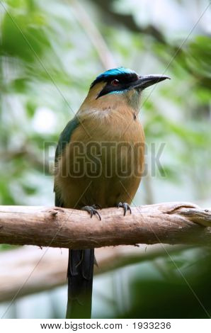 Modrá korunován Motmot