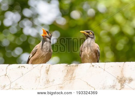 Myna Bird