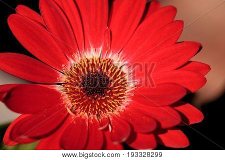 Bright Red Happy Gerbera Daisy Flower Gerbera Jamesonii