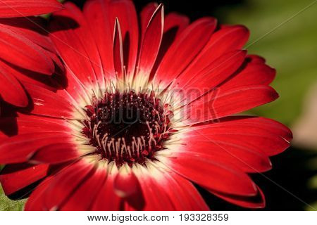 Bright Red Happy Gerbera Daisy Flower Gerbera Jamesonii