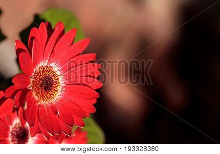 Bright Red Happy Gerbera Daisy Flower Gerbera Jamesonii