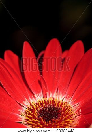 Bright Red Happy Gerbera Daisy Flower Gerbera Jamesonii