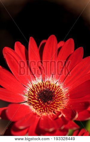 Bright Red Happy Gerbera Daisy Flower Gerbera Jamesonii