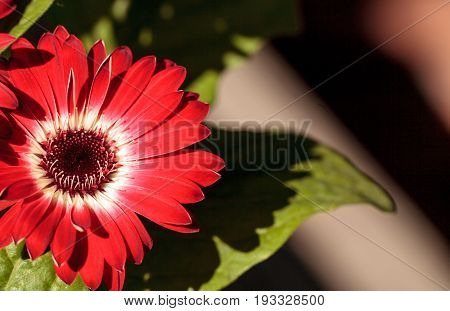 Bright Red Happy Gerbera Daisy Flower Gerbera Jamesonii