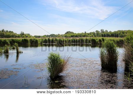 This a view on a pond in a nature reserve