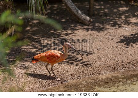 Scarlet Ibis On River Shore Water On A Tropical Jungle
