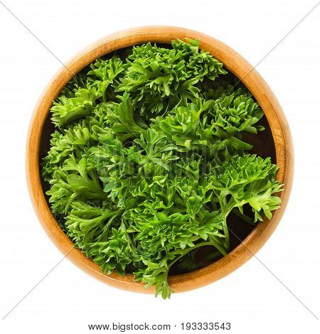 Fresh curly parsley leaves in wooden bowl. Green leaves of Petroselinum crispum, used as herb, spice and vegetable. Isolated macro food photo close up from above on white background.