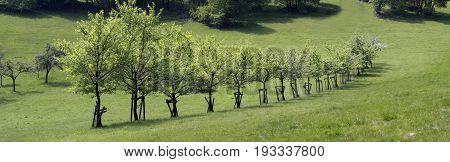 Number of fruit trees in the Taunus mountain Engenhahn Hesse Germany