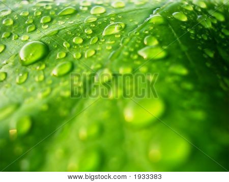 Greenleaf001