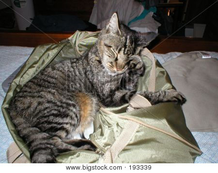 Chat dans un sac