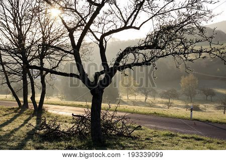 Sunrise In The Taunus Mountains