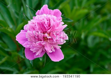 Rose peony in the garden on green background
