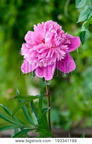 Rose peony in the garden on green background