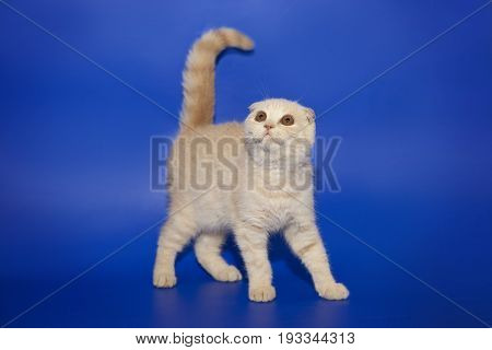 Creamy tabby scottish fold shorthair three months cat on blue