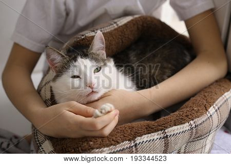 Cat In Cat Bed On Human Knees
