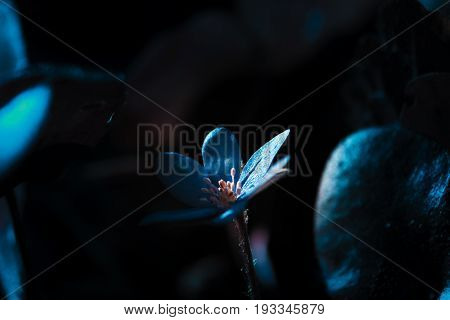 Blue flower illuminated in a dark garden
