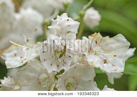 Tiny Insect on a Mountain Laurel along the Blue Ridge Parkway in North Carolina