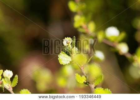 Leaves of a dwarf birch (Betula nana)