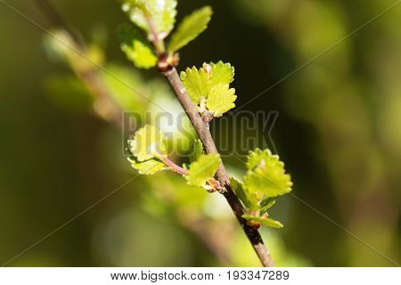 Leaves of a dwarf birch (Betula nana)