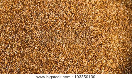 Farrow Grains Wheat Whole Raw Food Source