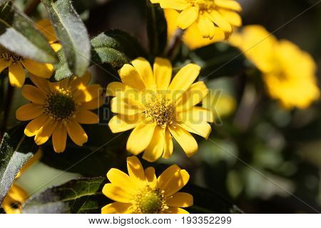Flower of a Mexican creeping zinnia (Sanvitalia procubens)