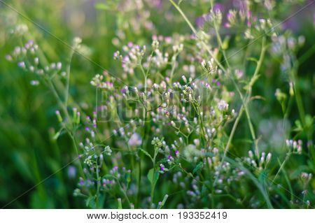 Tiny megenta grass flower Cyanthillium cinereum also known as little ironweed