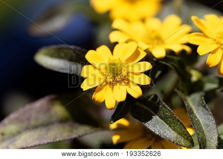 Flower of a Mexican creeping zinnia (Sanvitalia procubens)