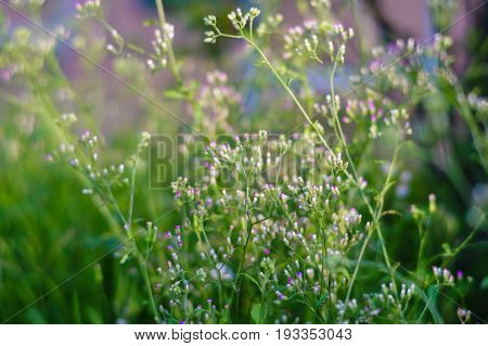 Tiny megenta grass flower Cyanthillium cinereum also known as little ironweed
