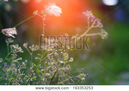 Tiny megenta grass flower Cyanthillium cinereum also known as little ironweed at sunset