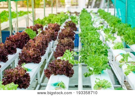 Small Rooftop Hydroponic Farming Soil-less sky farming Urban Gardening in Bangkok Thailand Hydroponics method of growing plants using mineral nutrient solutions in water without soil.