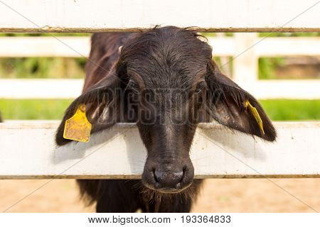 Baby Of Murrah Buffalo (water Buffalo) At Farm In Thailand