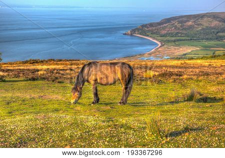 Exmoor national park view with pony towards Porlock Somerset coast in summer in hdr
