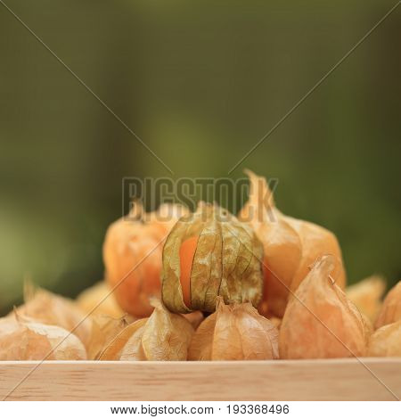 Cape gooseberry fruit brown autumn crops on blurred green background with copyspace or space for text.