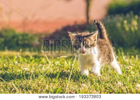 Tomcat With White And Tabby Fur Walks On Grass