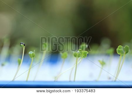Growing microgreens with seed leaf or cotyledon blurred green background.