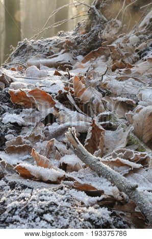 Winter scenery in the Dutch province of Overijssel