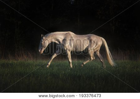 Cremello horse runs on the grass on dark forest background