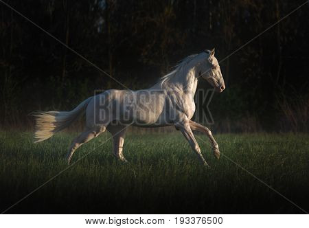 Cremello horse runs on the grass on dark forest background