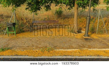 Bench And Blossoms