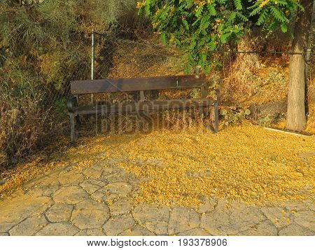 Bench And Blossoms