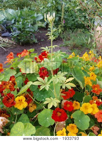 背景。赤と黄色のキンレンカの緑豊かな植物相