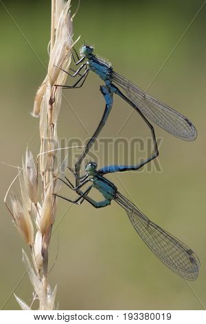 Blue-tailed Damselfly (Ischnura elegans) Mating Wheel resting on a Grass-Stalk