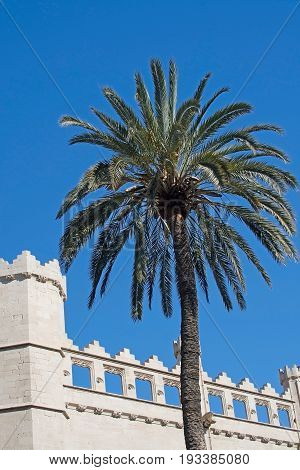 Sa Llotja Tower Palm